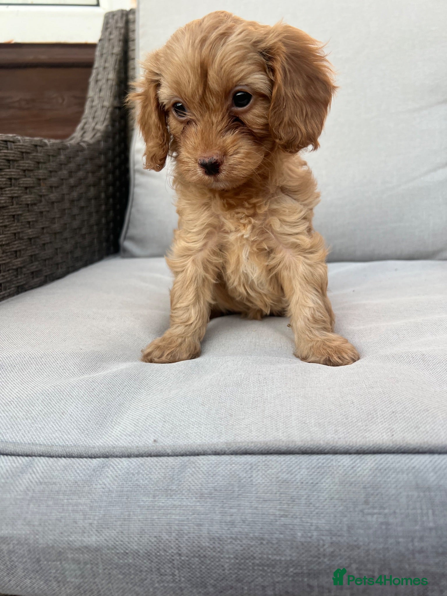 Cavapoo dogs Beautiful miniature cavapoo girl 💕 - Advert 2