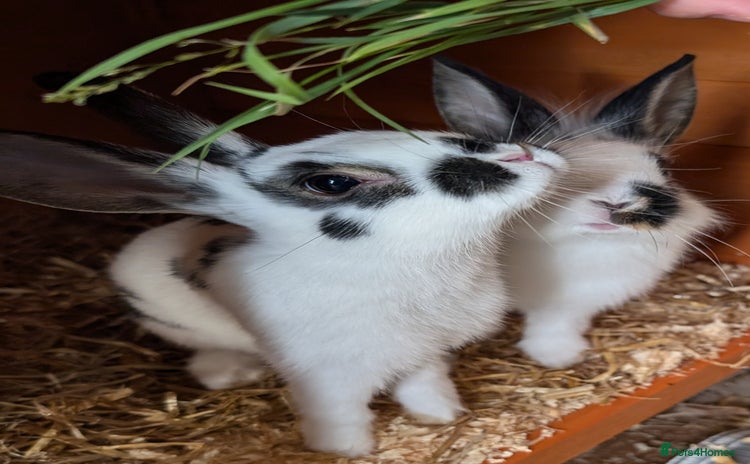 Mixed Breed rabbits - Advert 13