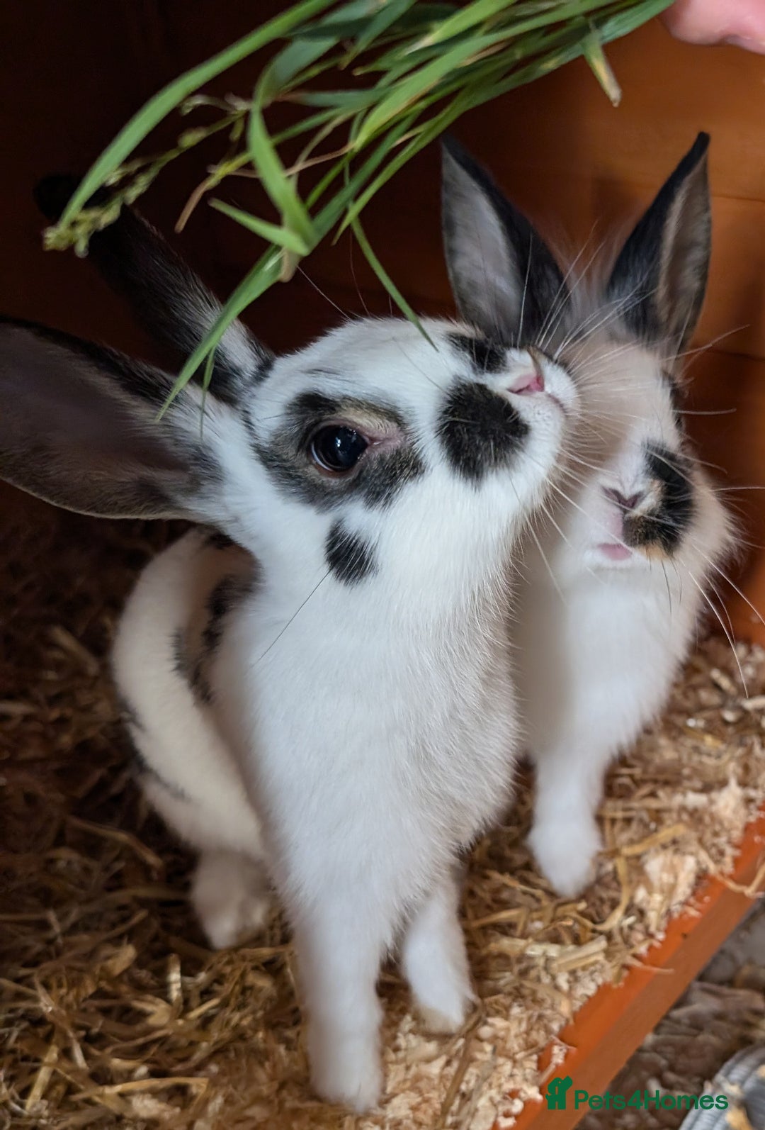 Mixed Breed rabbits for sale: A pair of gorgeous sisters... - Image 1