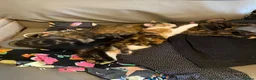 Mixed Breed cats for sale: Looking to become a member of your family in Dagenham - Advert 11