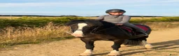 Welsh Section C horses for sale: Cob x Welsh  - Advert 4