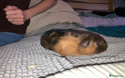 Guinea Pig rodents for sale: Bonded pair of male guinea pigs - Image 3