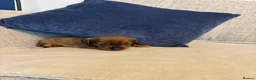Miniature Dachshund dogs for sale: Beautiful Miniature Dachshund Puppies - Advert 25