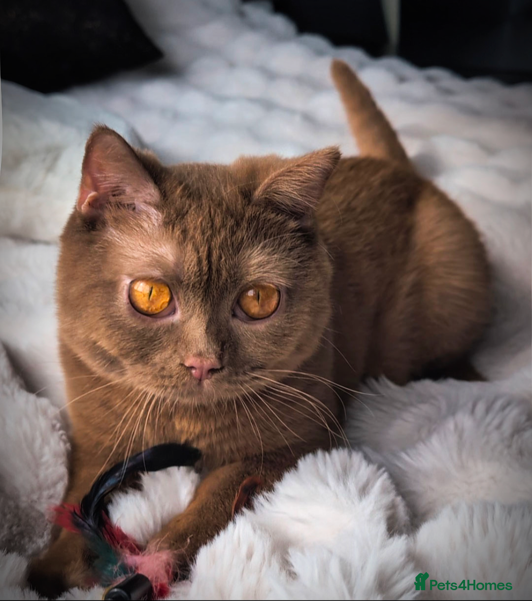 British Shorthair cats for stud: 💦CINNAMON BSH❣️GCCF & TICA active💙STUD 🩸Blood B - Image 14