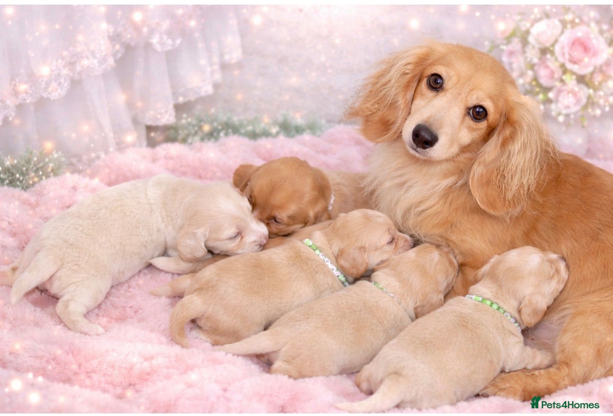 Miniature Dachshund dogs ✨🩷 absolutely STUNNING full long hair light cream - Advert 1