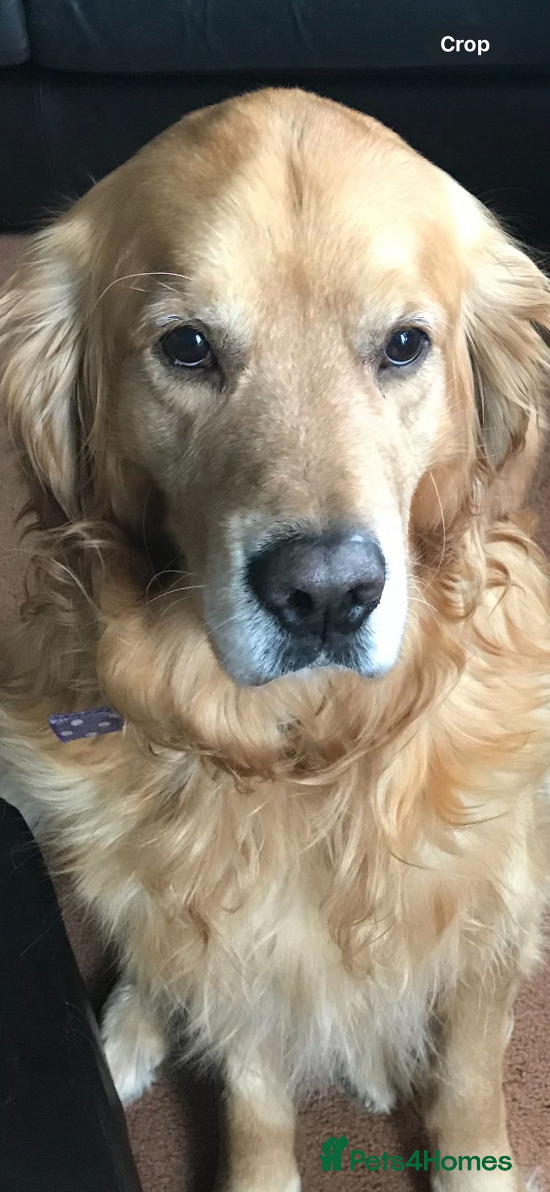 Golden Retriever dogs for stud: Beautiful Golden Retriever for stud - Image 1