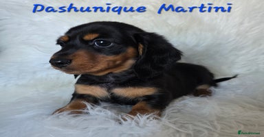 Miniature Dachshund dogs KC reg, gorgeous litter, pra clear  - Advert 9