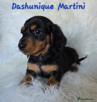 Miniature Dachshund dogs KC reg, gorgeous litter, pra clear - Advert 14