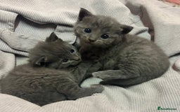 Russian Blue cats for sale: Two beautiful girl Russian blues 🫶 - Image 1