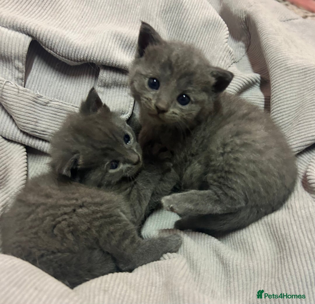 Russian Blue cats for sale: Two beautiful girl Russian blues 🫶 - Image 1