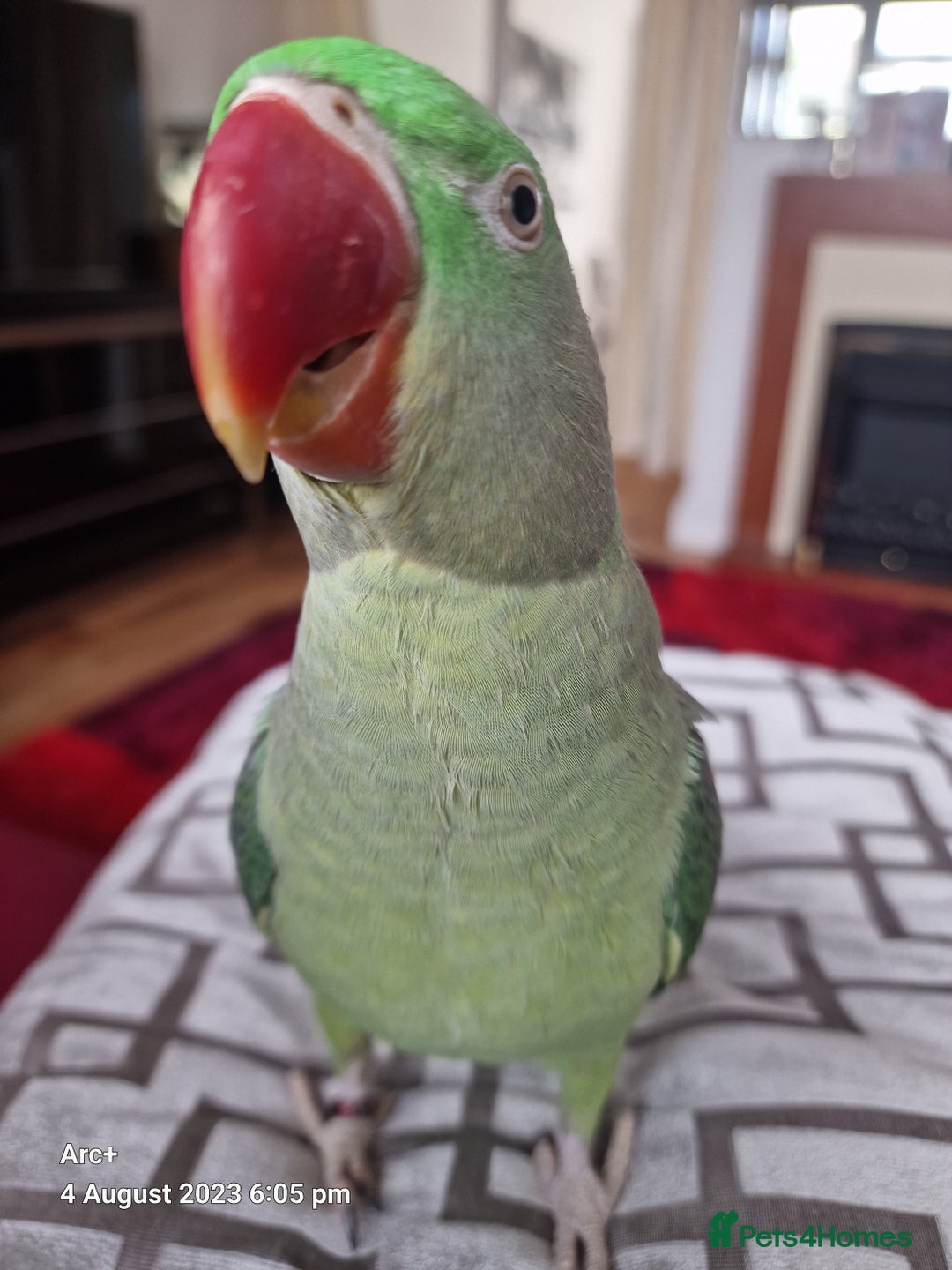 Parrots birds for sale: Alexsandrine Parrot - Advert 4