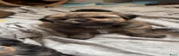 Shih Tzu dogs for sale: Beautiful litter for sale. - Advert 15