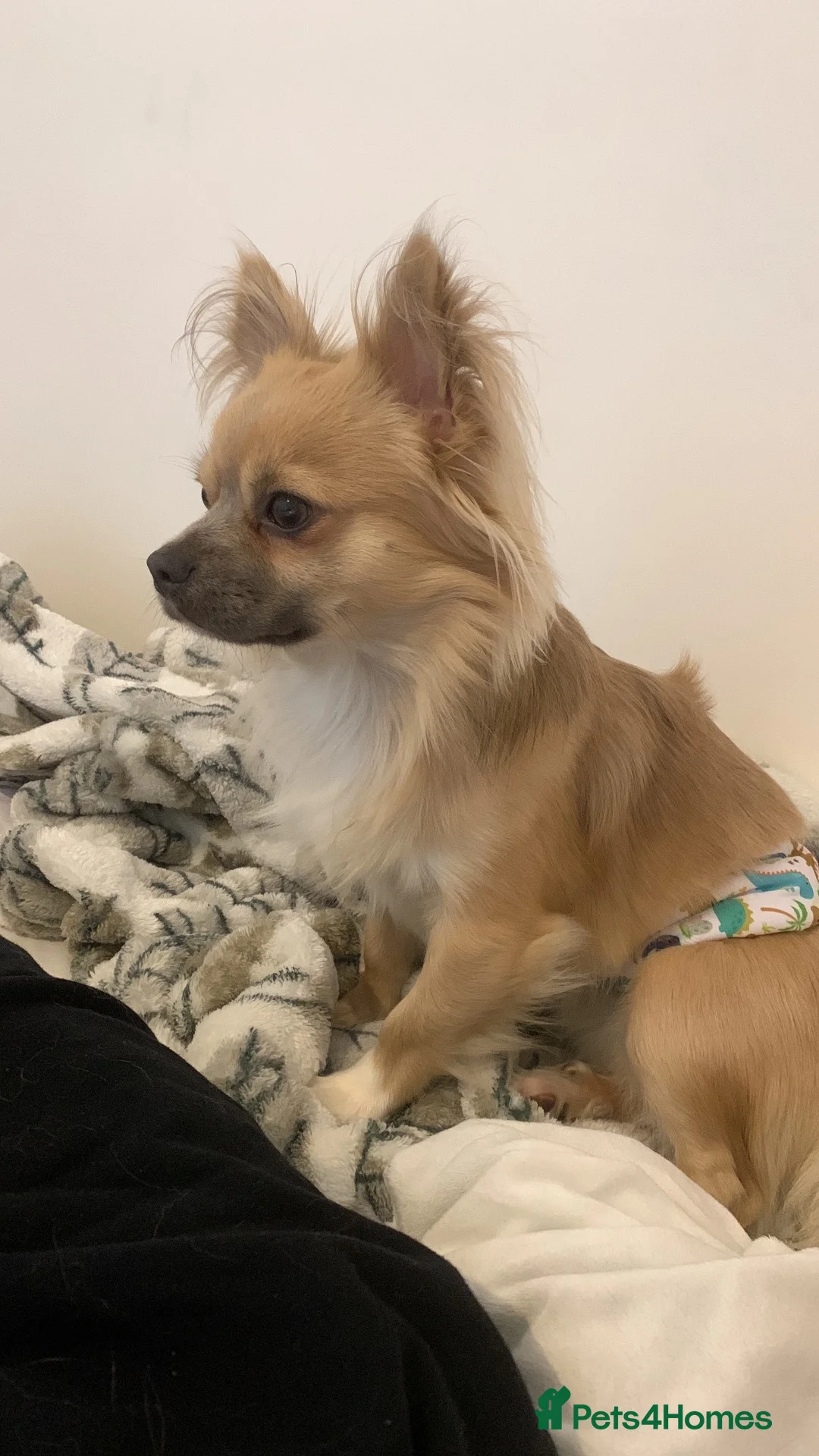 Chihuahua dogs for sale: 19 month old Chihuahua male (intact) - Advert 1
