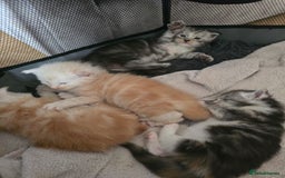 Maine Coon cats for sale: TICA Pedigree Maine Coon Kittens  - Image 1
