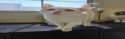 Arabian Mau cats for adoption: Buddy - Advert 2