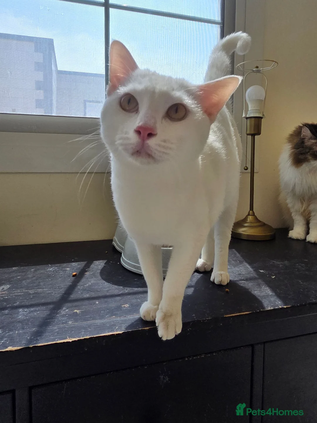 Arabian Mau cats for adoption: Buddy - Advert 2