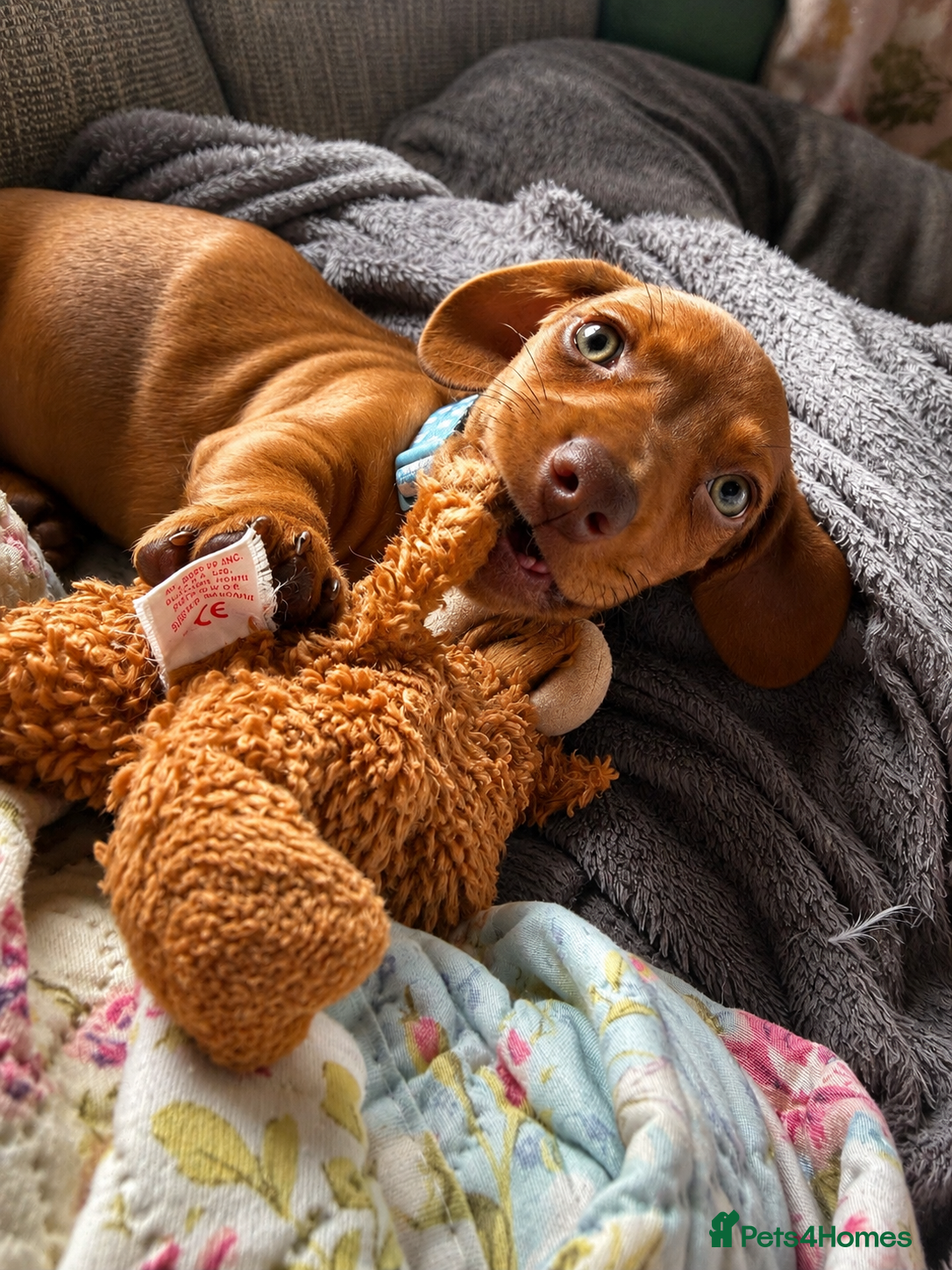Miniature Dachshund dogs Stunning Red Miniature Dachshund puppy - Advert 1