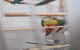 Conures birds for sale: Conures  - Image 4