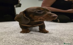 Miniature Dachshund dogs for sale: Miniature dachshund boys - Image 2