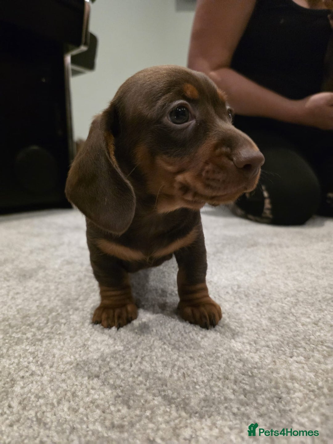 Miniature Dachshund dogs for sale: Miniature dachshund boys - Image 2