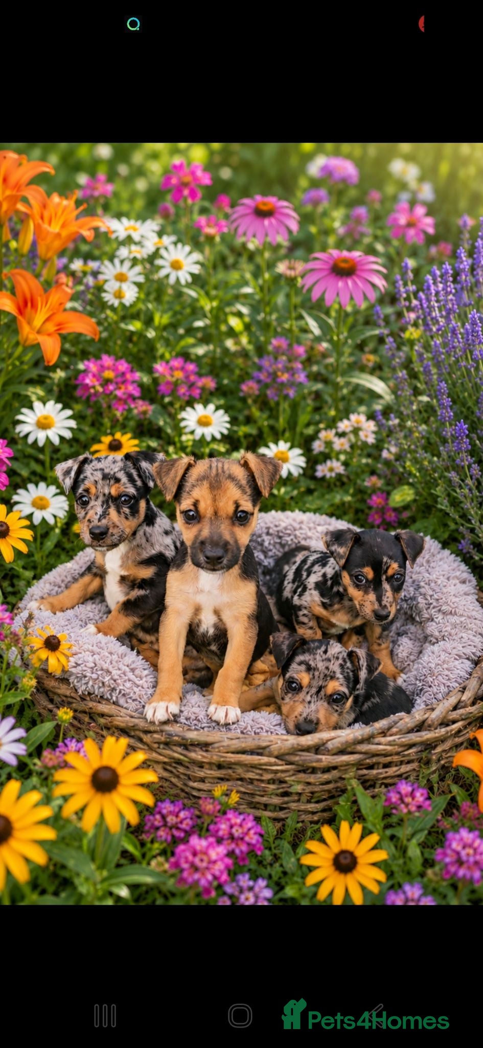 Jack Russell dogs JACK RUSSELL PUPPIES - Advert 1