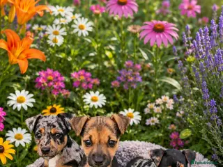 Jack Russell dogs JACK RUSSELL PUPPIES - Advert 1