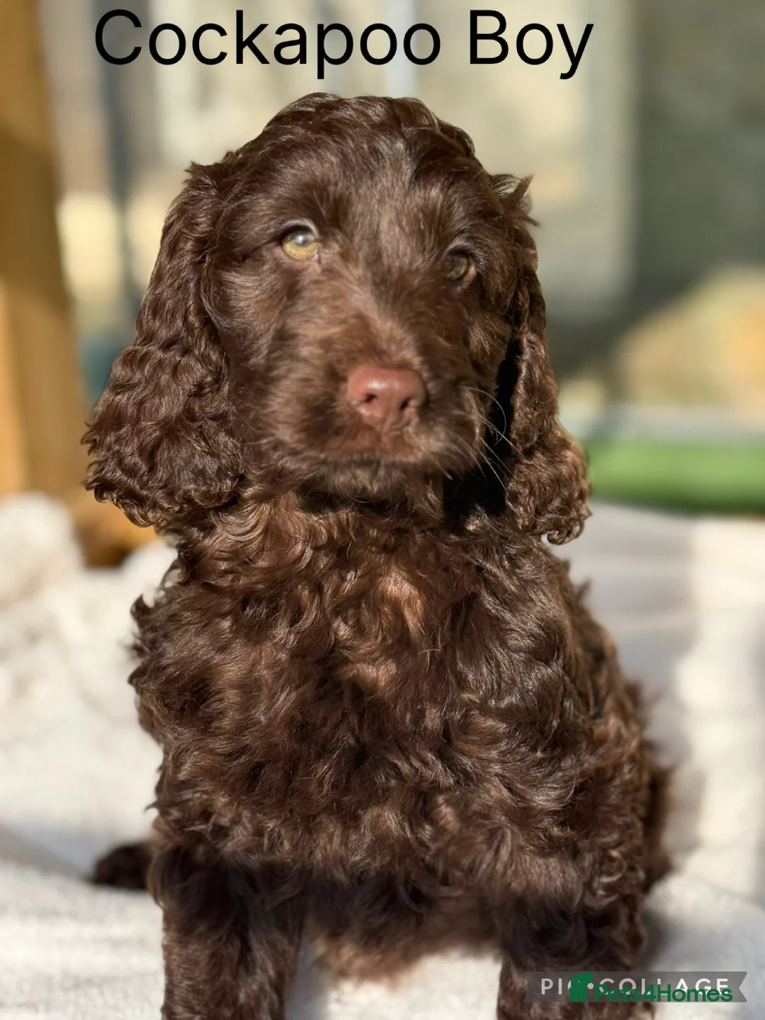 Cockapoo dogs for sale: F1 Show Cockapoo Choc Boy ready to leave  - Advert 1