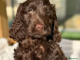 Cockapoo dogs F1 Show Cockapoo Choc Boy ready to leave - Advert 2