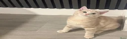 British Shorthair cats for sale: Two kittens for sale  - Advert 6