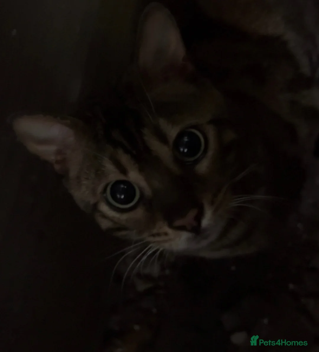 Bengal cats for sale: Bengal cat in Manchester - Advert 1
