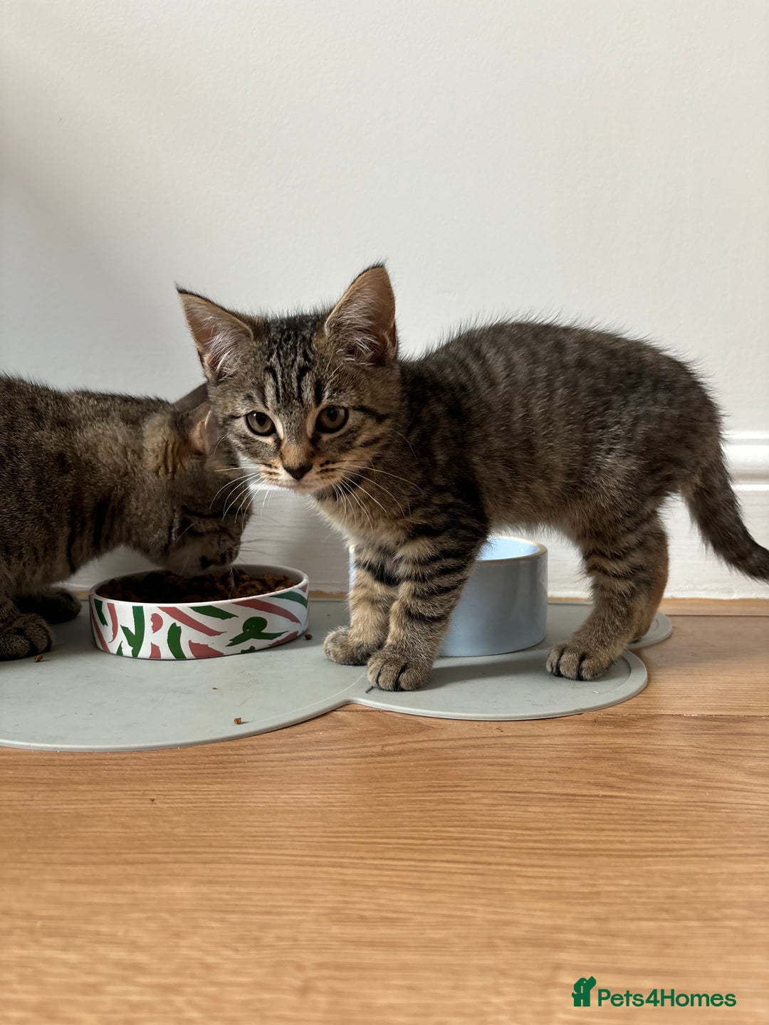 Maine Coon cats for sale: 🌟 5 Adorable Kittens Ready For 4ever Home🌟 - Advert 6