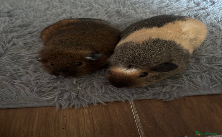 Guinea Pig rodents - Advert 1