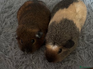 Guinea Pig rodents - Advert 23