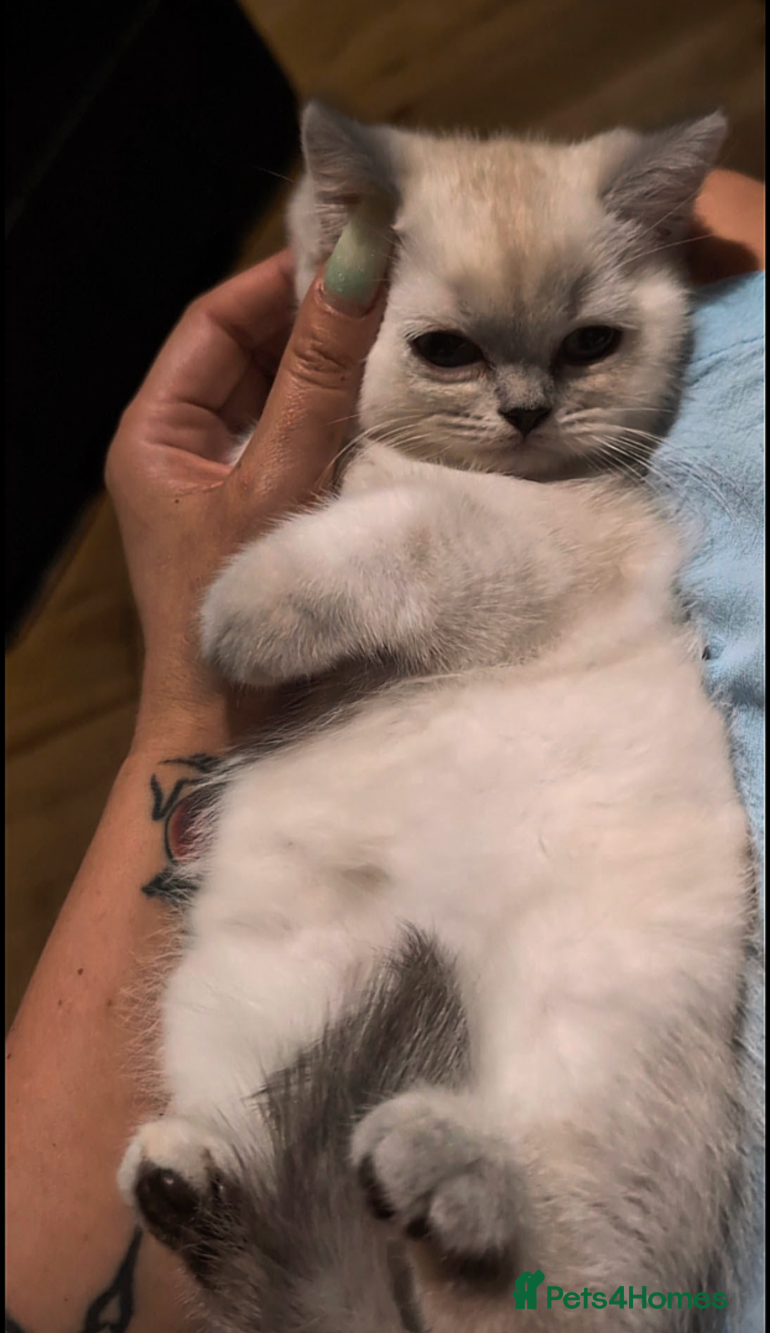 British Shorthair cats for sale: 💙❤️COLORPOINT 🐾BSH 🏆GCCF & TICA reg - Image 5