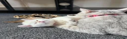 British Shorthair cats for sale: Stunning GCCF Gold/Silver Tipped BSH Kittens - Advert 20