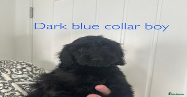 Cockapoo dogs - Advert 5