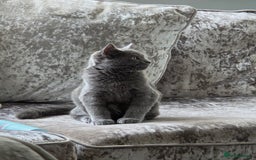 British Shorthair cats for sale: ☆ 6month male british shorthair kitten ☆ - Advert 9