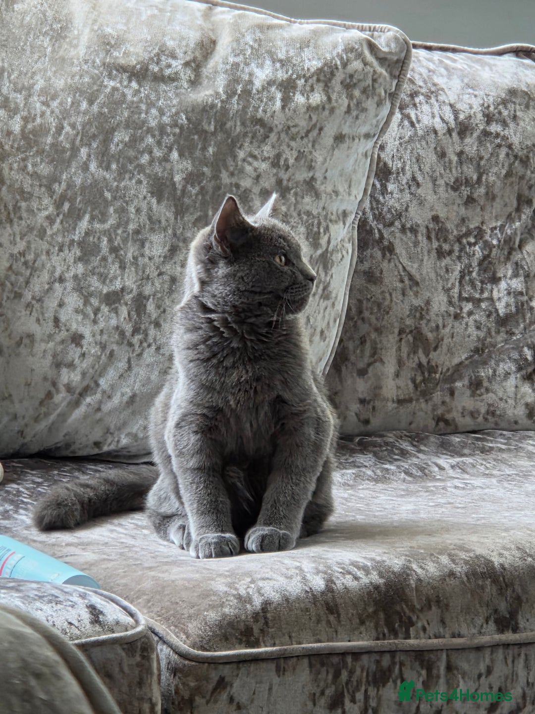 British Shorthair cats for sale: ☆ 6month male british shorthair kitten ☆ - Advert 9