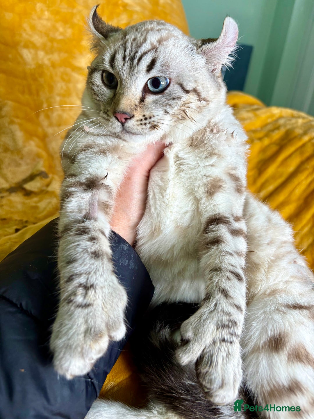 Keetso cats for sale: Super wild looking poly curled eared leopard  - Advert 5