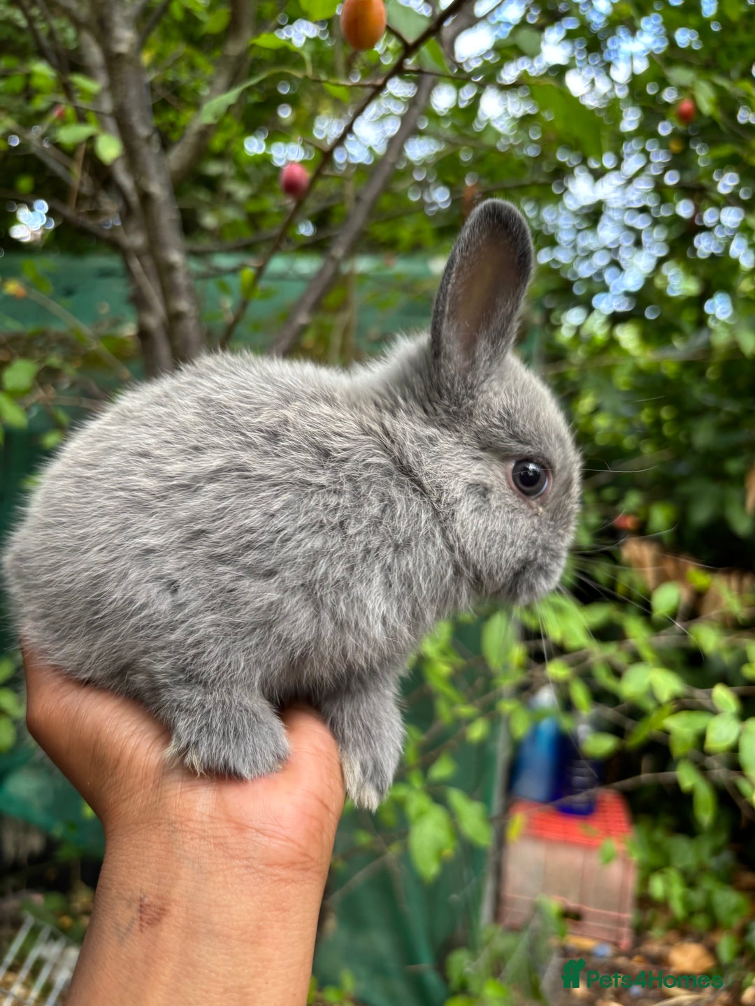 Netherland Dwarf rabbits for sale: Pure bred netherland dwarf ready to reserve  - Image 5