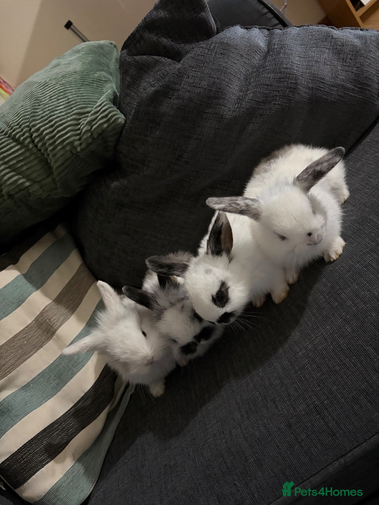 Mixed Breed rabbits 4x MINI LION LOP BUNNIES left READY SEPTEMBER  - Advert 1