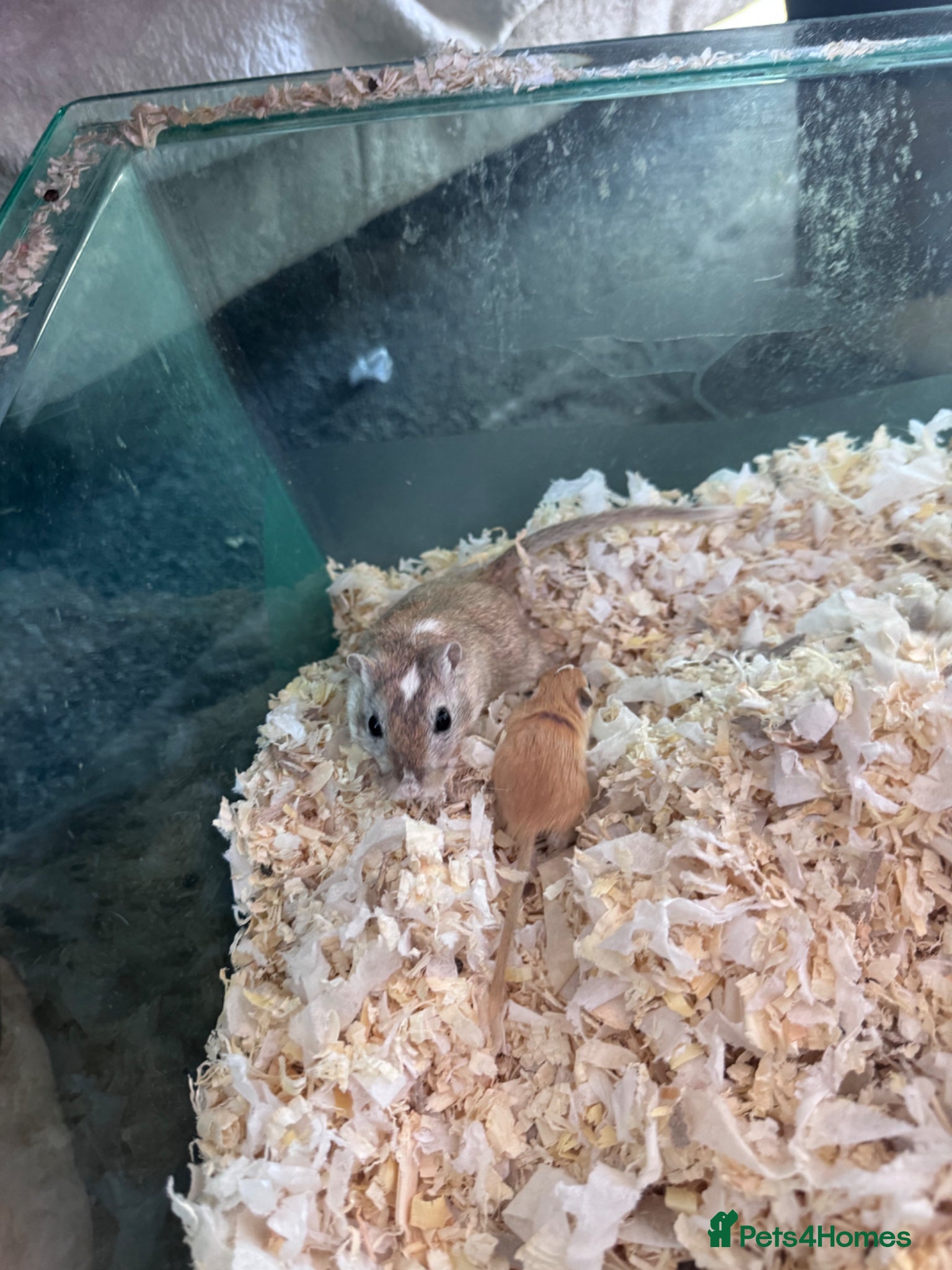 Gerbil rodents for sale: Gerbils for sale  - Advert 5