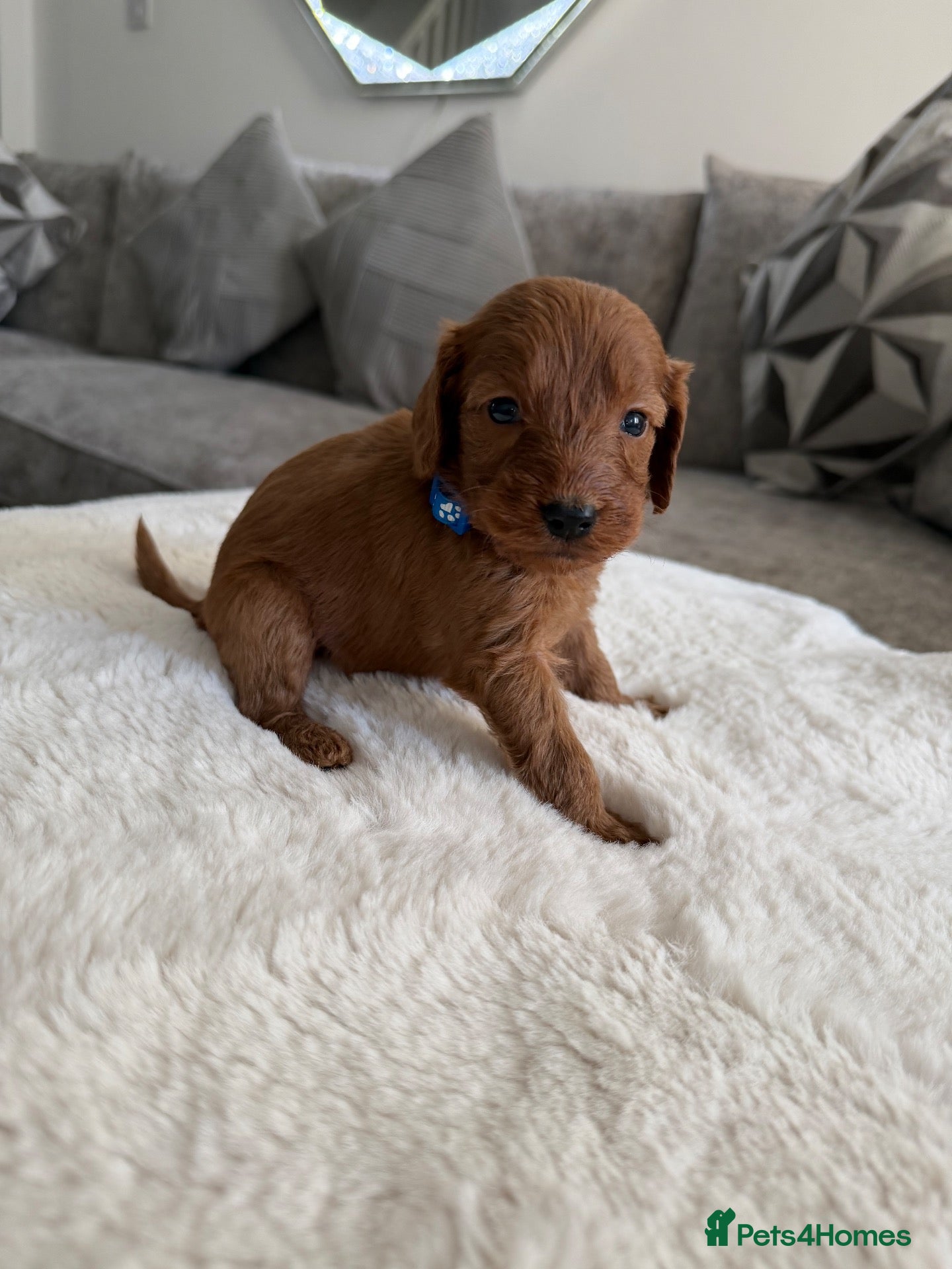 Cockapoo dogs for sale: beautiful f1 cockapoo’s 1 boy left 💙🧸🐾 - Advert 2