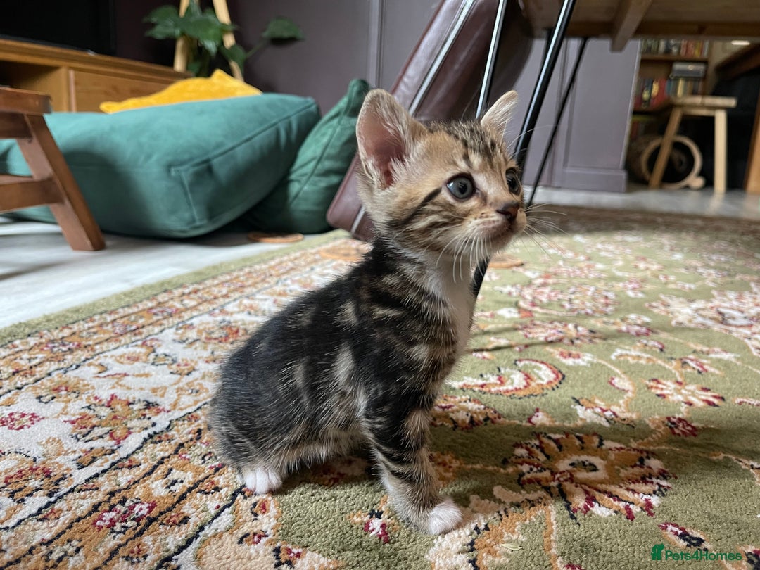 Bengal cats for sale: Bengal Cross Kittens - Image 2