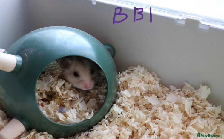 Hamster rodents - Advert 2