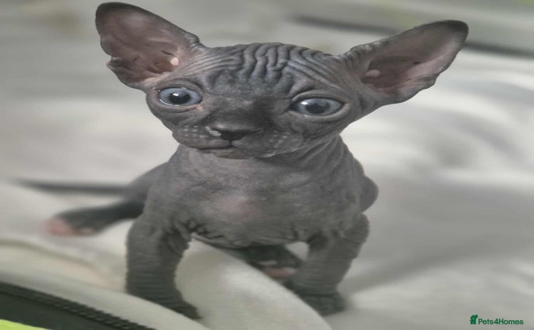 Sphynx cats - Advert 1