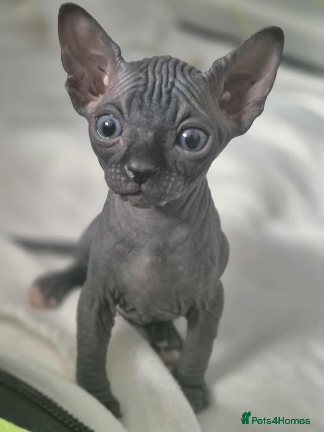 Sphynx cats for sale: Sphynx  - Image 1