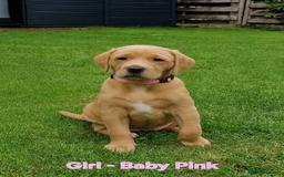 Mixed Breed dogs for sale: Labrador Cross Pups - Image 7