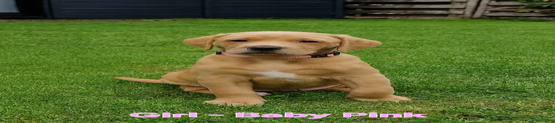 Baby Pink