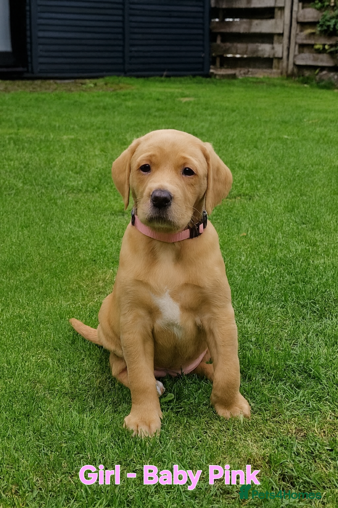 Mixed Breed dogs for sale: Labrador Cross Pups - Image 7